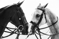 Художественная фотография "Yin and Yang / Инь и Янь"