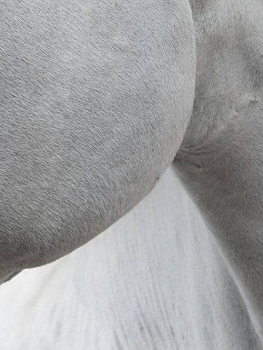 Художественная фотография "Off White. Portrait of Romancier Blu / Белый цвет. Портрет романтического синего цвета" IRINA KAZARIDI / ИРИНА КАЗАРИДИ
