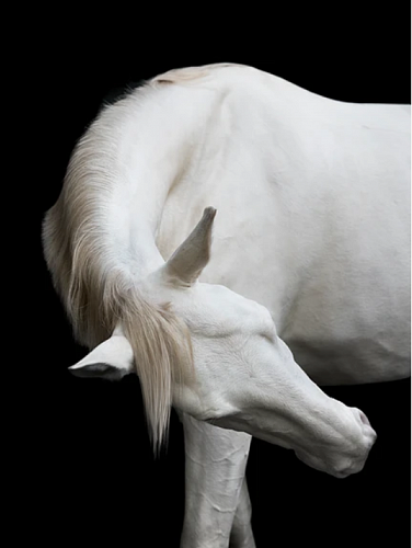 Художественная фотография "Monarch II / Монарх II" IRINA KAZARIDI / ИРИНА КАЗАРИДИ