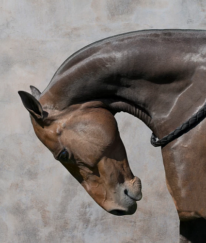 Художественная фотография "Clarita Polo Horse / Кларита Лошадь Поло" IRINA KAZARIDI / ИРИНА КАЗАРИДИ