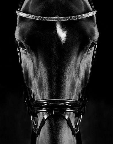 Художественная фотография "Portrait of Zonda / Портрет Зонды" IRINA KAZARIDI / ИРИНА КАЗАРИДИ
