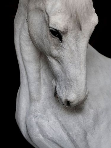 Художественная фотография "Charleston I / Чарльстон I" IRINA KAZARIDI / ИРИНА КАЗАРИДИ